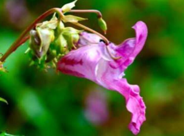 Гималайский бальзам