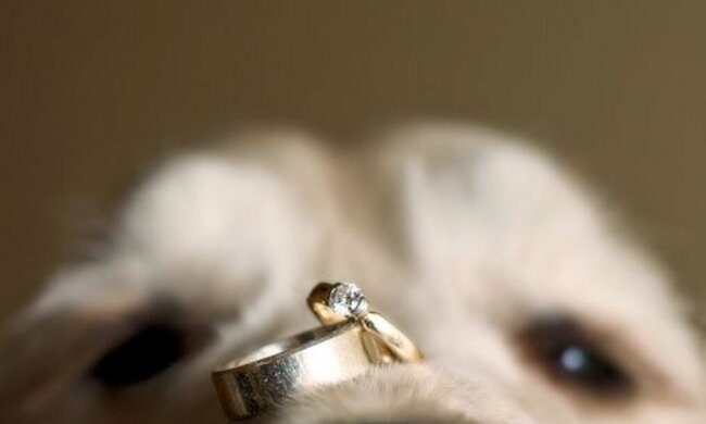 Девушка положила на мордочку своего пса кольцо для помолвки, чтобы сделать красивое фото