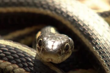 Змія. Фото: скріншот відео.