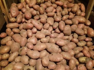 Картопля, кадр з відео