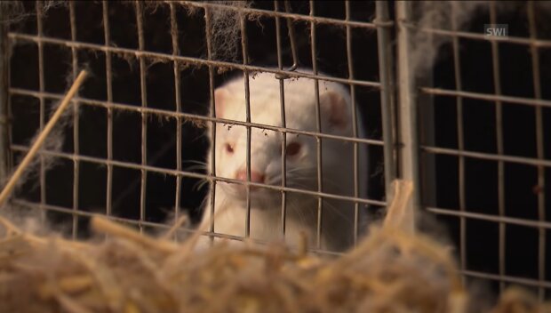 Норка, скріншот із відео