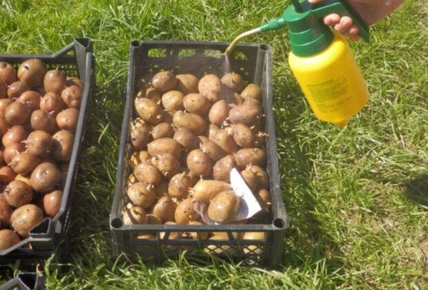 Готуємо картоплю до посадки: чим обробити коренеплоди, щоб колорадські жуки та хвороби не наближалися