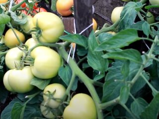 томати, помідори