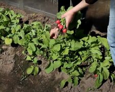 Урожай редиски