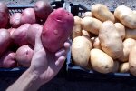 Урожай картоплі