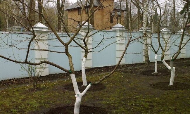 Сад, зображення з вільних джерел