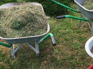 Скошена трава