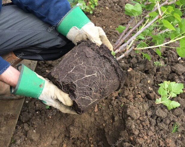 Пересаджування кущів, кадр з відео