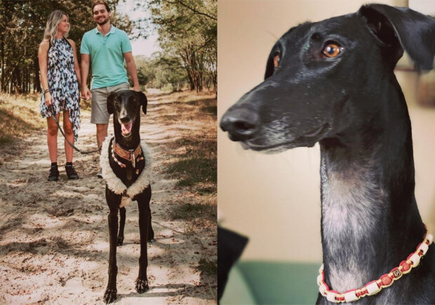 Пес-жираф стал звездой