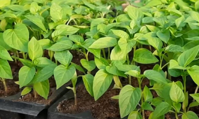 Розсада перцю