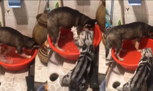 Кот отлупил хаски за его веселые забавы с водой