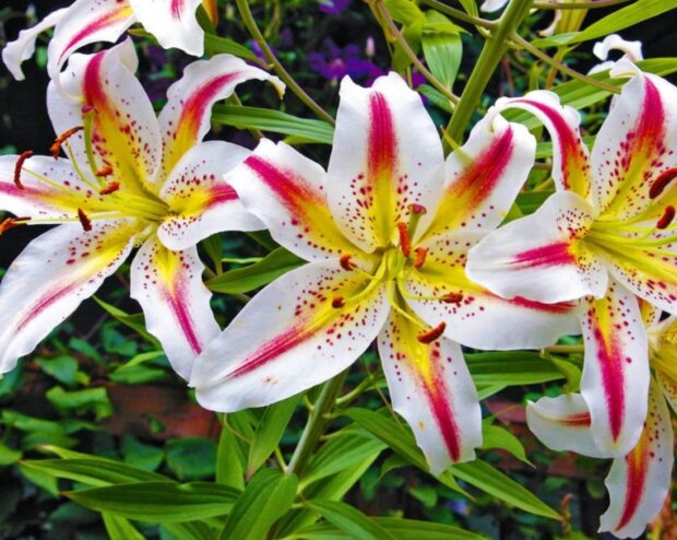 Лилии, изображение из свободных источников