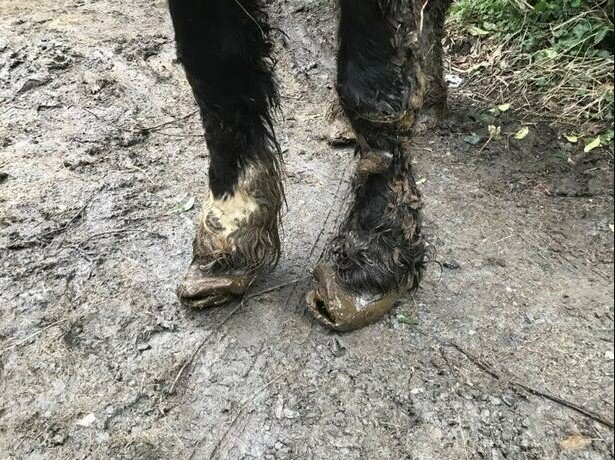 Полицейский нашел в грязном сарае двух пони