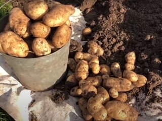 Урожай картоплі