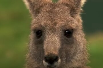 В Австралии кенгуру зашел в паб за закуской, удивительное видео