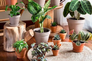 Топ 7 кімнатних рослин що стануть талісманами та привернуть щастя та вдачу