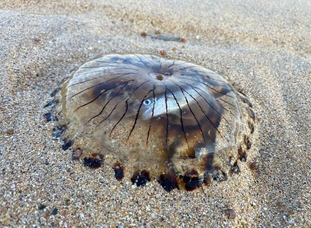 медуза перетравлює рибу