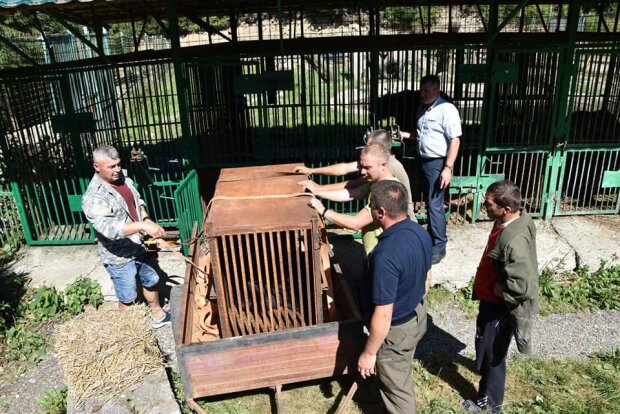 Реабілітацію на Закарпатті пройдуть два ведмеді