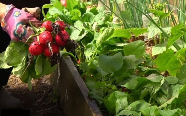 Правила выращивания редиски