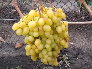 Виноград, кадр з відео