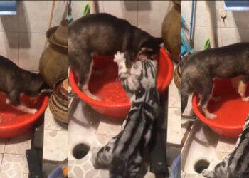 Кіт відлупив хаскі за його веселі забави з водою