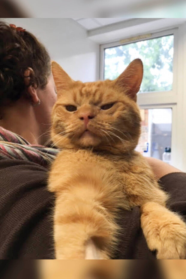 похмурі морди тварин