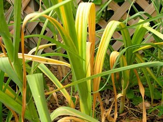 Чеснок, изображение из свободных источников