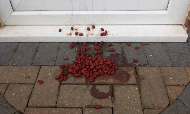 банка квасолі