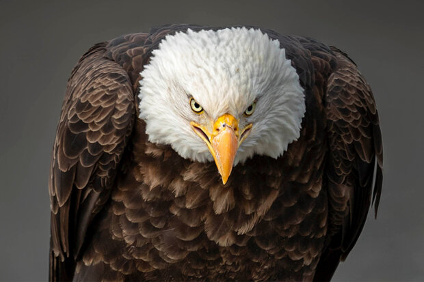 похмурі морди тварин