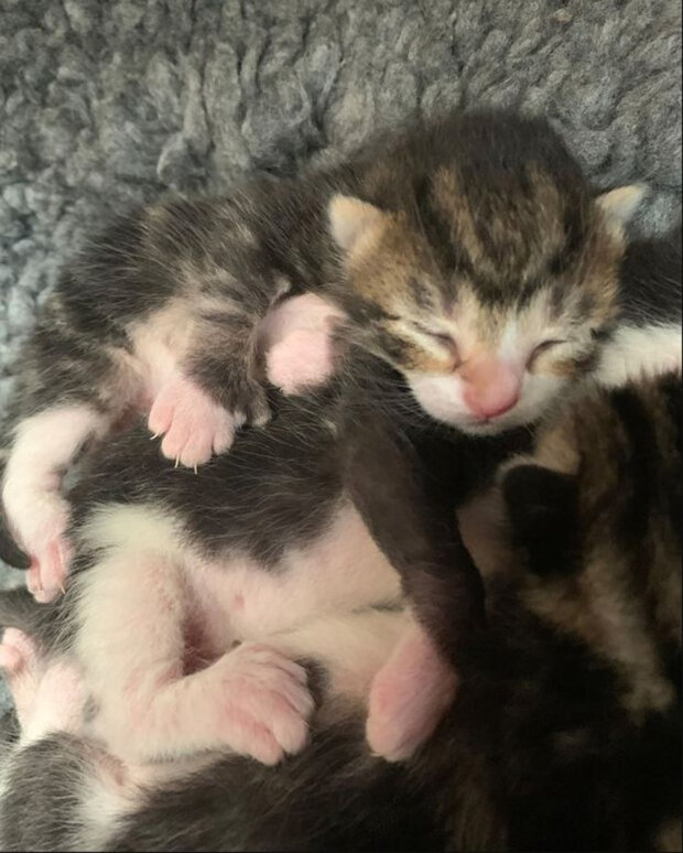 кошенята з шістьма пальцями на лапах