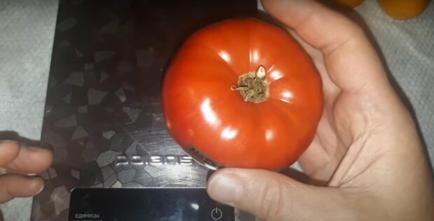 Польза помидоров