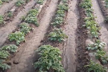 Урожай молодой картошки