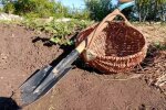 Збір врожаю картоплі: коли найкраще займатися викопуванням у серпні та вересні