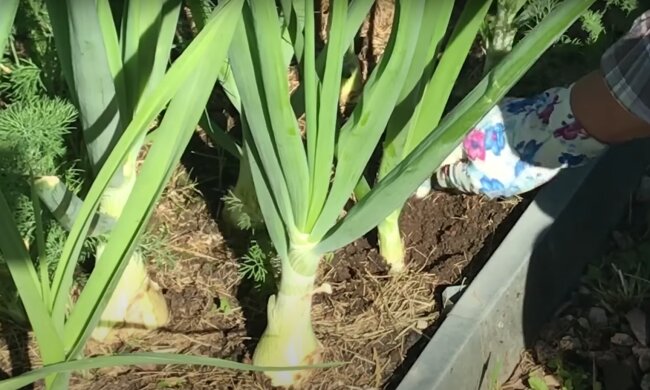 Урожай цибулі