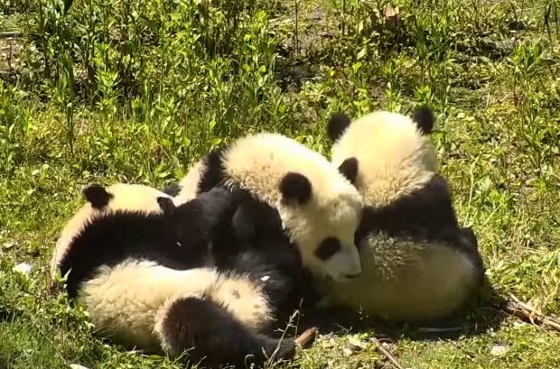 Панда, кадр з відео