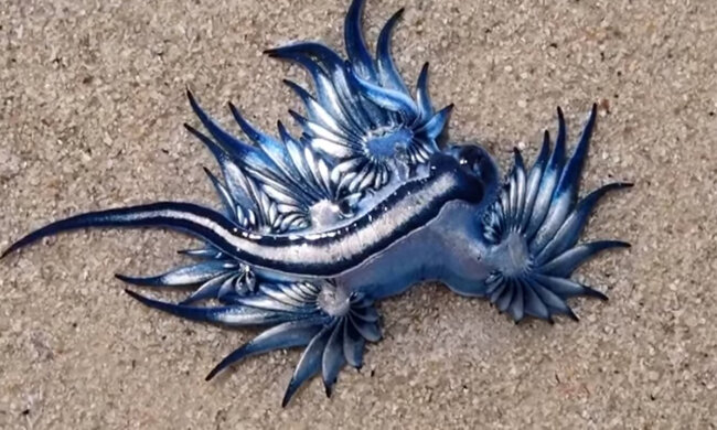 морской голубой дракон