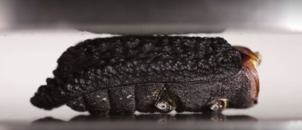 Дьявольский жук