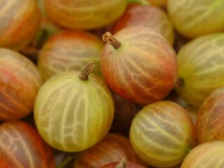 Крыжовник, изображение из свободных источников