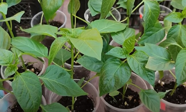 Розсада болгарського перцю