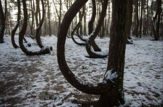 Лес в Польше