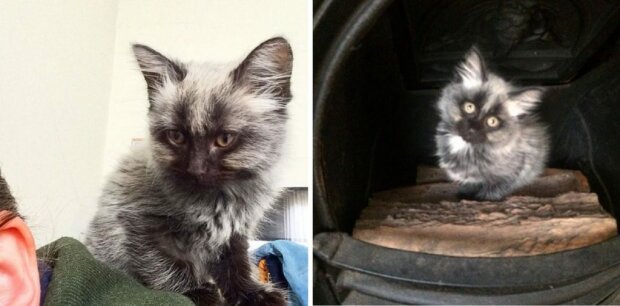 Кошеня "перевертень"