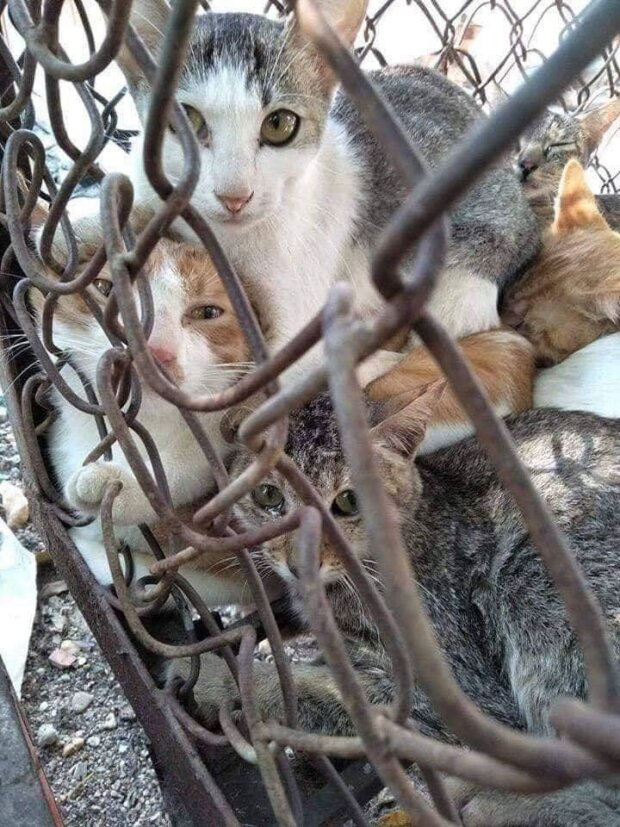 шуби та жилетки з котів у Китаї