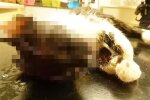 Жінка жбурнула неслухняне кошеня в пральну машину
