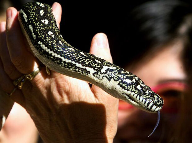 пітон, змія