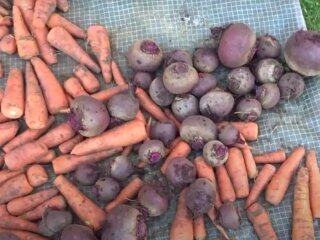 Морква та буряк