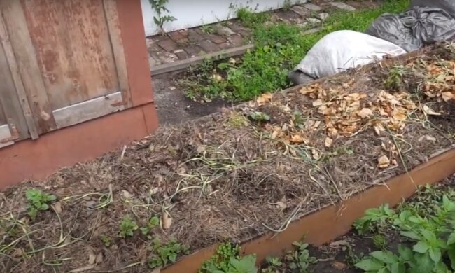 Урожай картошки