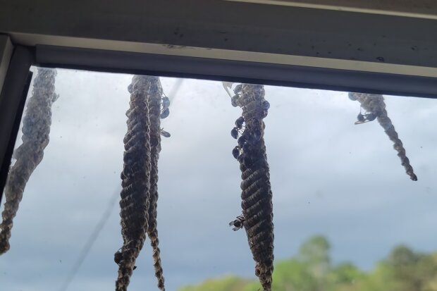 дом женщины захватили дикие осы