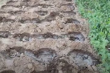 Почва для болгарского перца