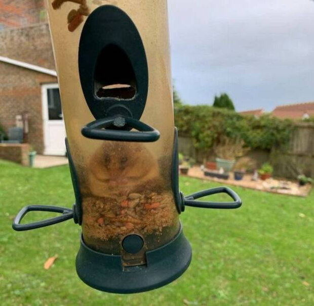 Грызун так обожрался в птичьей кормушке, что не смог пролезть обратно