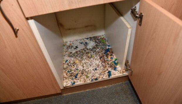 Щурячий послід